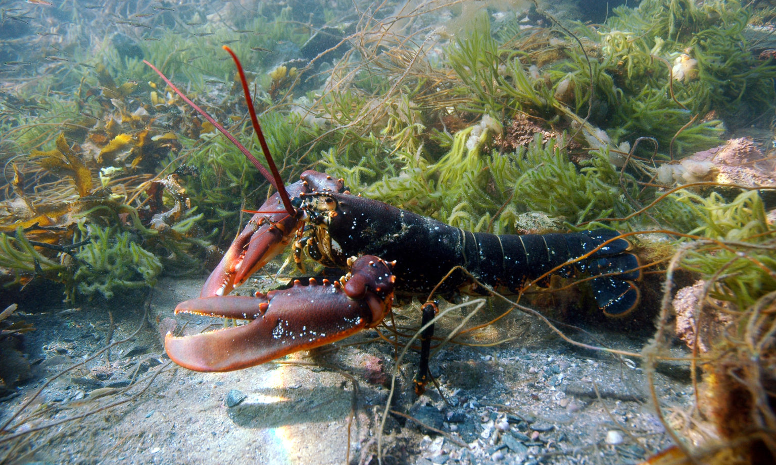sustainability « Norwegian Lobster Farm